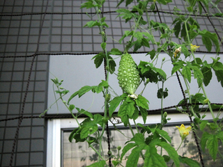 0716緑05.jpg