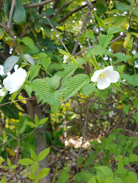 しろやまぶき-(白山吹)-菅組.jpg