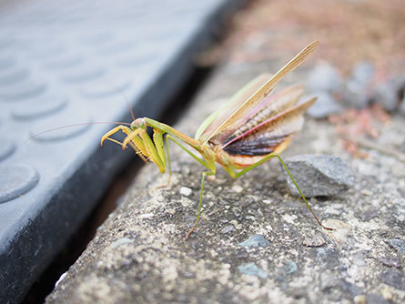 カマキリかまきり菅組お宅訪問建築2.jpg