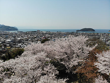 ドローン　仁尾の風景　満開の桜.jpg