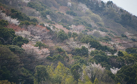 坂出市　城山　桜2018-1.jpg