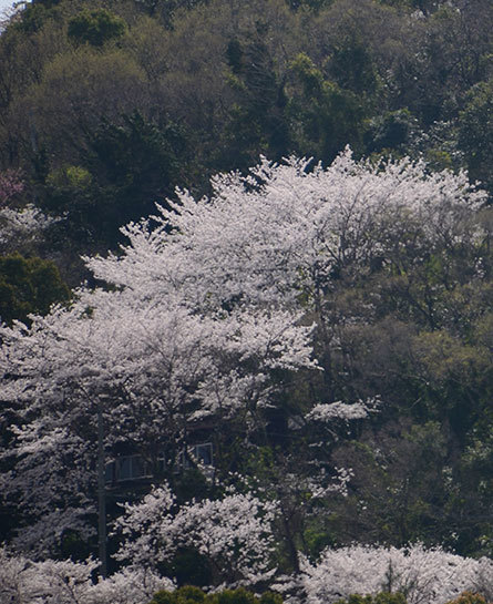 坂出市　城山　桜2018-2.jpg