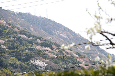 坂出市　城山　桜2018.jpg