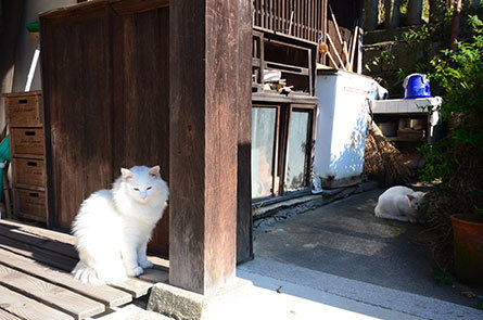 猫　琴弾八幡宮.jpg