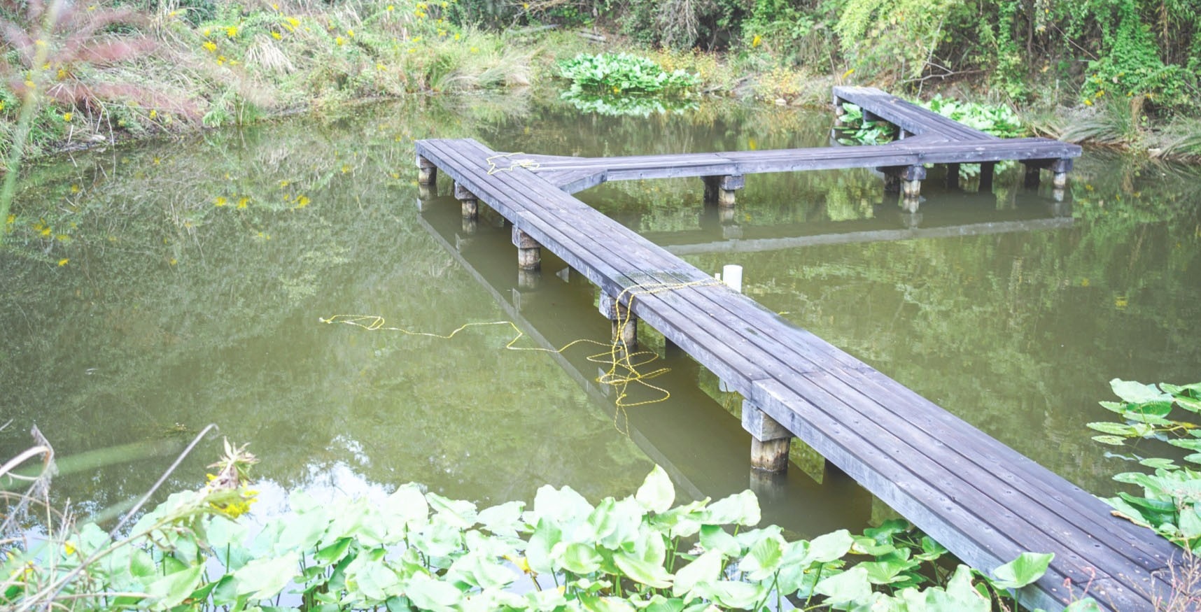 香川のため池での生態系保護活動