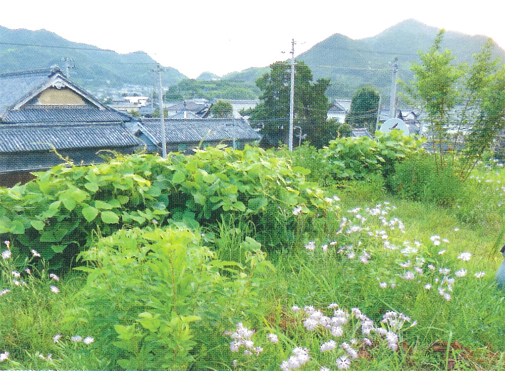 仁尾町S邸の草屋根　〈せとうち暮らしvol.16〉