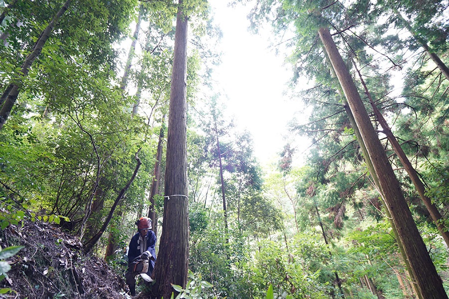 仲南の森　大黒柱伐採ツアー（特別編）