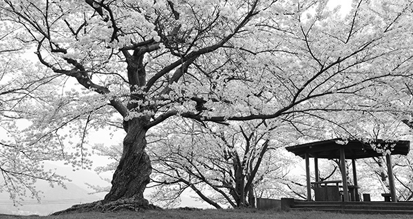 「仁尾の風景」四月～春爛漫～