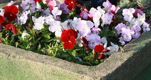 「仁尾の風景」皐月（さつき）～路地の春の花～