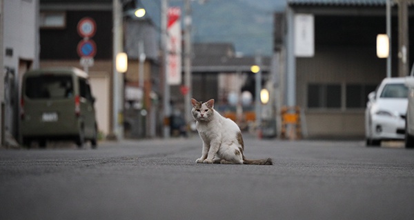 「仁尾の風景」八月～街角の猫風景～