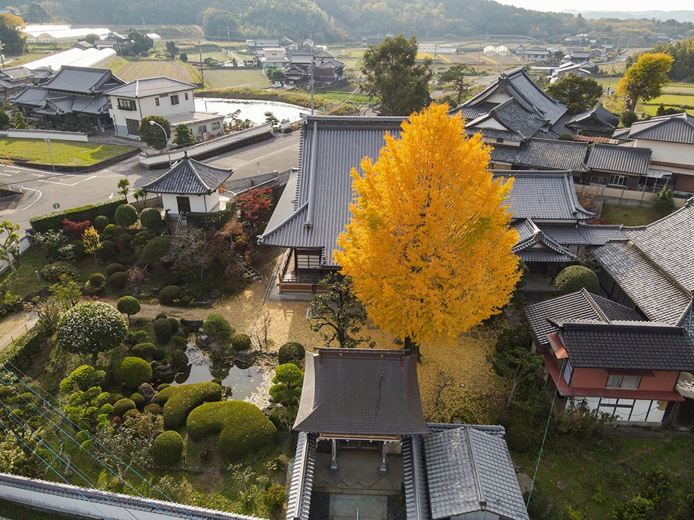 正善寺のイチョウの木