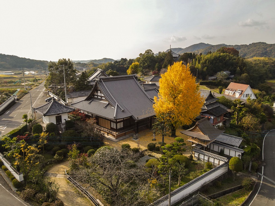 正善寺のイチョウの木