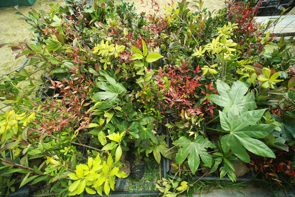 シイ・タブ・カシを中心とした53種の潜在自然植生の苗木たち