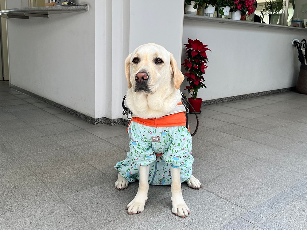 KSB盲導犬育成事業支援番組「with盲導犬」に協賛