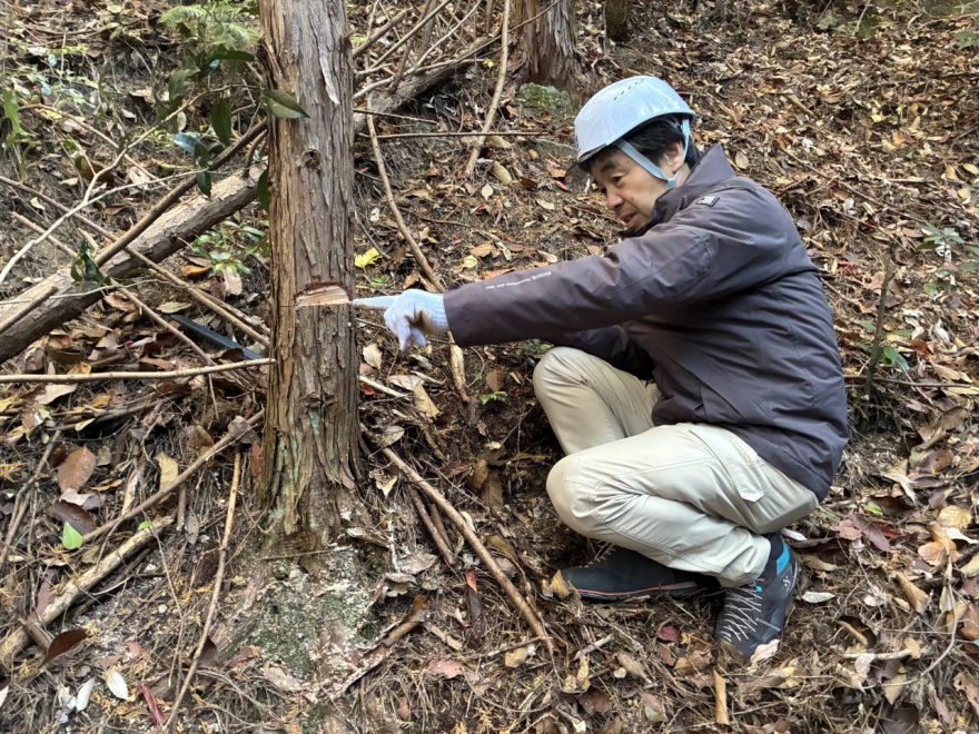 森林整備活動「社会貢献の森（菅組 感謝の森）」2024・秋_間伐作業写真04