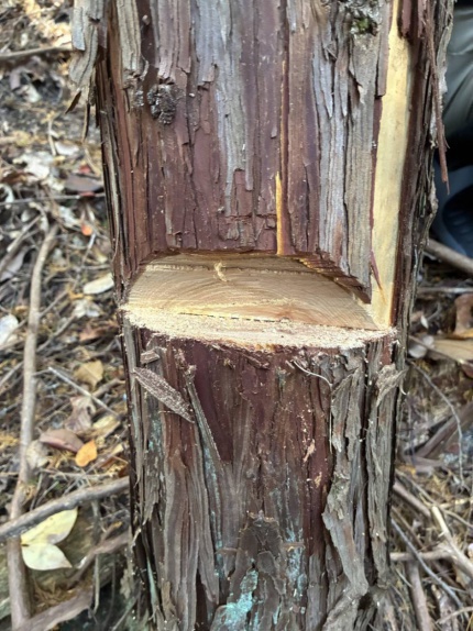 森林整備活動「社会貢献の森（菅組 感謝の森）」2024・秋_集合写真