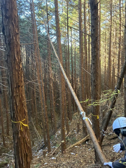 森林整備活動「社会貢献の森（菅組 感謝の森）」2024・秋_間伐作業写真06