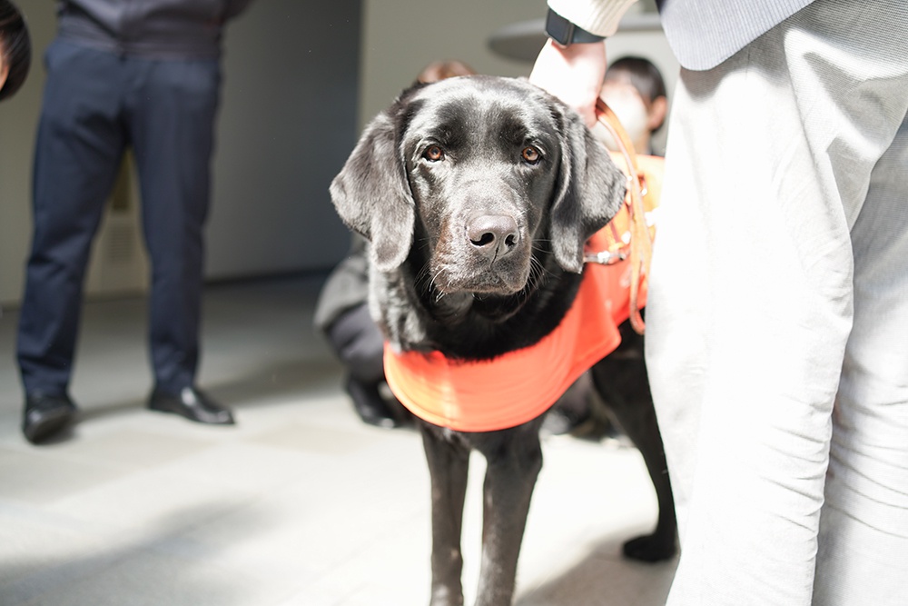 盲導犬が再び菅組へ。人を支える“もう一つの仕事”を知る時間