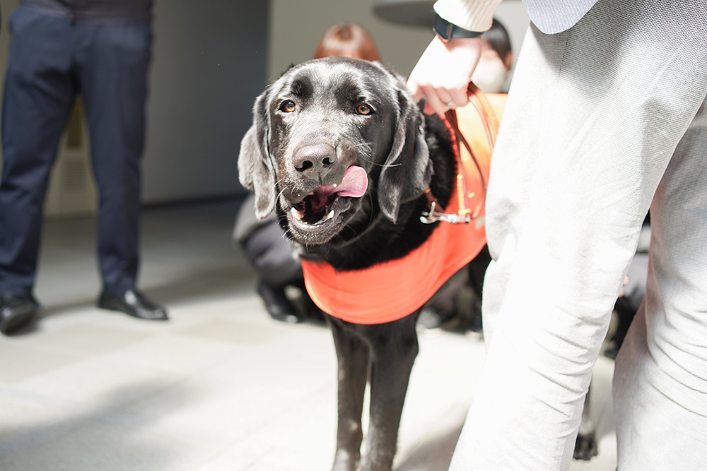 盲導犬が再び菅組へ。人を支える“もう一つの仕事”を知る時間