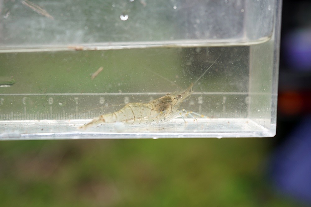 絶滅危惧種保護池の生物たち