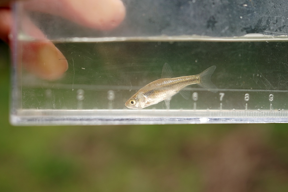 絶滅危惧種保護池の生物たち