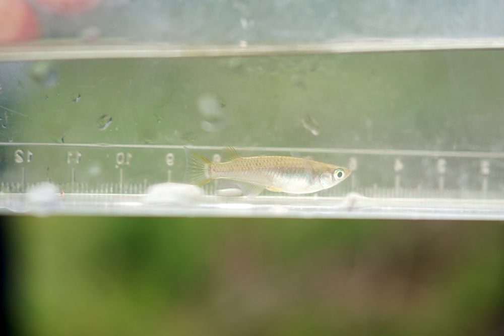 絶滅危惧種保護池の生物たち