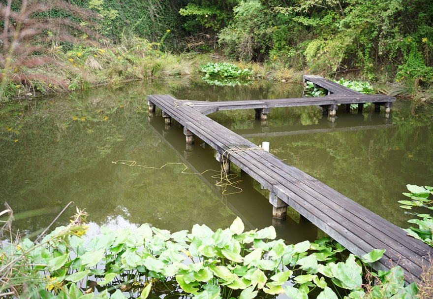 絶滅危惧種保護池の生物たち