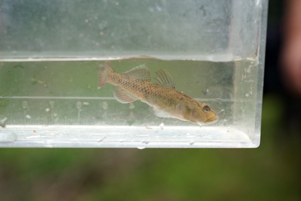 絶滅危惧種保護池の生物たち