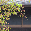 円明院 桜とツツジ