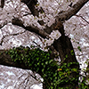 仁尾の桜