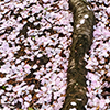 仁尾の桜