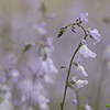 路地の春の花