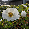 路地の春の花