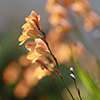 路地の春の花