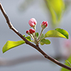 路地の春の花
