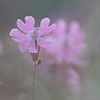 路地の春の花