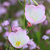 路地の春の花
